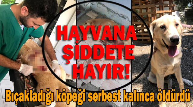 Bıçakladığı köpeği serbest kalınca öldürdü