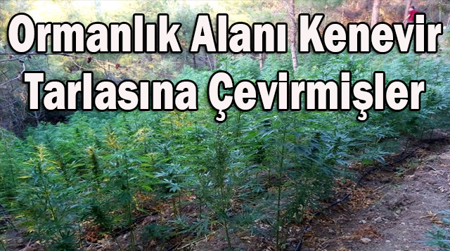 Ormanlık alanı kenevir tarlasına çevirmişler