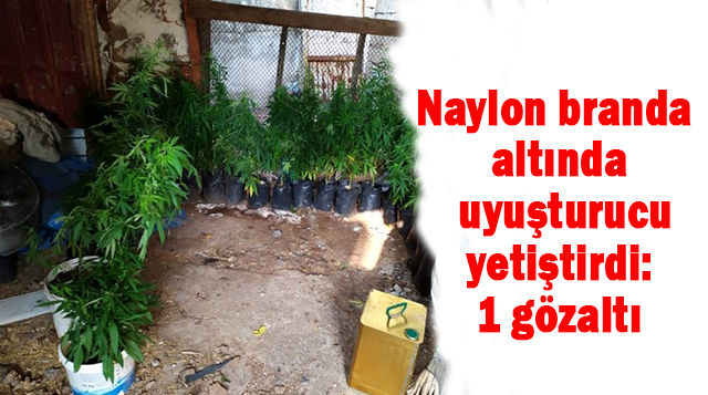 Naylon branda altında uyuşturucu yetiştirdi: 1 gözaltı