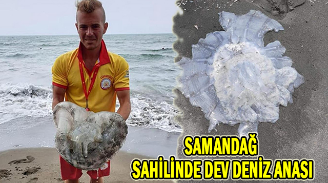 SAMANDAĞ SAHİLİNDE DEV DENİZ ANASI