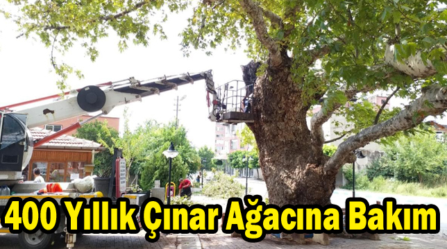 Hatay’da 400 yıllık çınar ağacına bakım