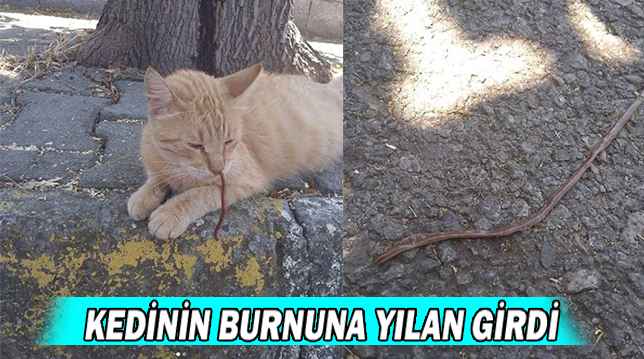 KEDİNİN BURNUNA YILAN GİRDİ