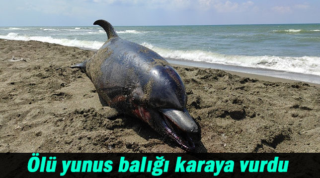 Ölü yunus balığı karaya vurdu