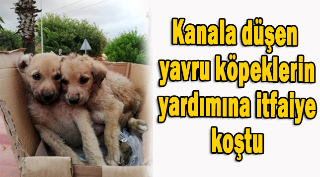 Kanala düşen yavru köpeklerin yardımına itfaiye koştu