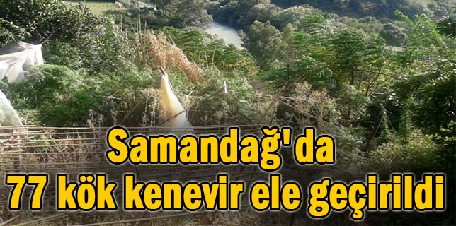 Samandağ’da 77 kök kenevir ele geçirildi