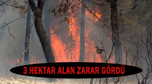 Hatay’da orman yangını: 3 hektar alan zarar gördü