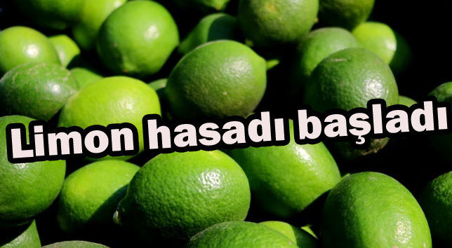 Limon hasadı başladı