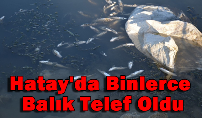 Hatay’da binlerce balık telef oldu