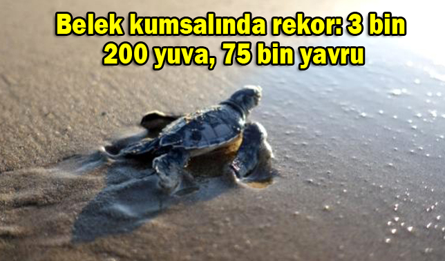 Belek kumsalında rekor: 3 bin 200 yuva, 75 bin yavru